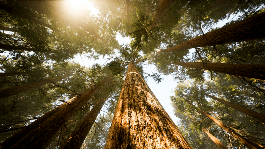 Like the trees in the forest, MeridianLink is committed to successful and sustainable growth of our banking partners to ensure scalable success.